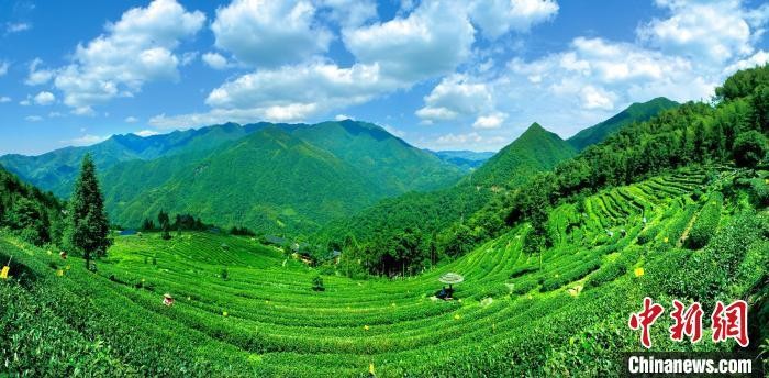 渠江源村漫山遍野的原生态茶园。(资料图)新化县委宣传部供图