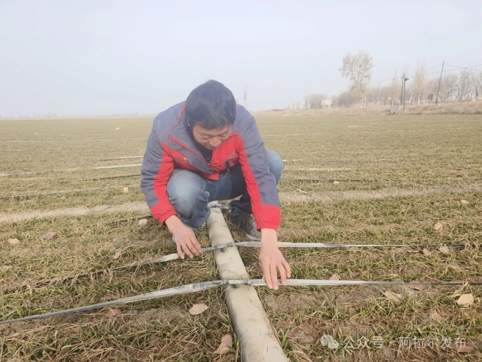 十四团金杨镇一连职工高阳种植的冬小麦已返绿。吴春霞 摄